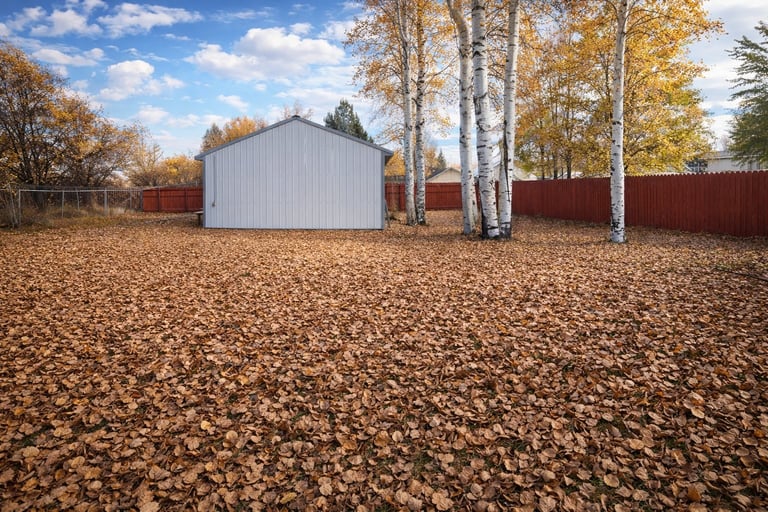 A white metal shed stands in a field covered with brown autumn leaves, surrounded by white birch trees and a red metal fence under a blue sky.