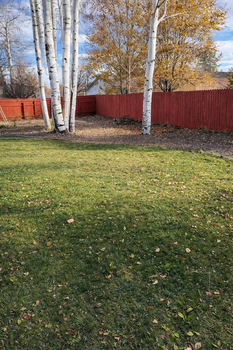 Backyard with birch trees, red metal fence, green grass, and fallen autumn leaves under blue sky